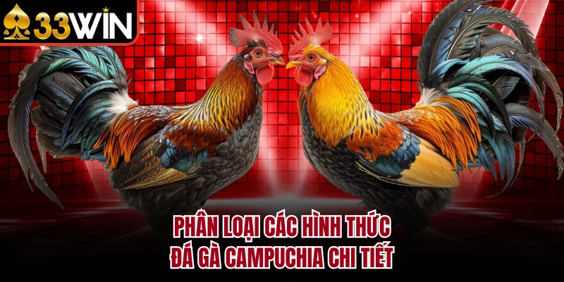 Phân loại các hình thức đá gà Campuchia chi tiết
