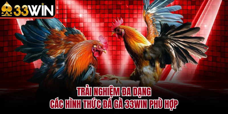 Trải nghiệm đa dạng các hình thức đá gà 33Win phù hợp